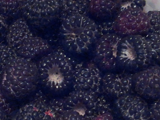 Black Raspberries