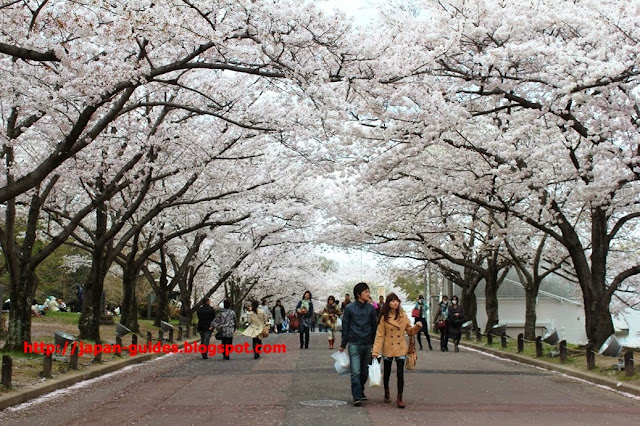 Sakura Osaka Expo70 Park Hanami