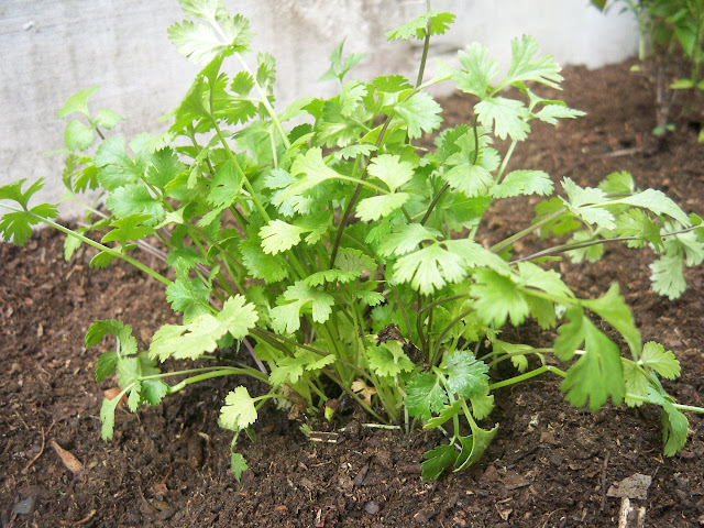 Cilantro