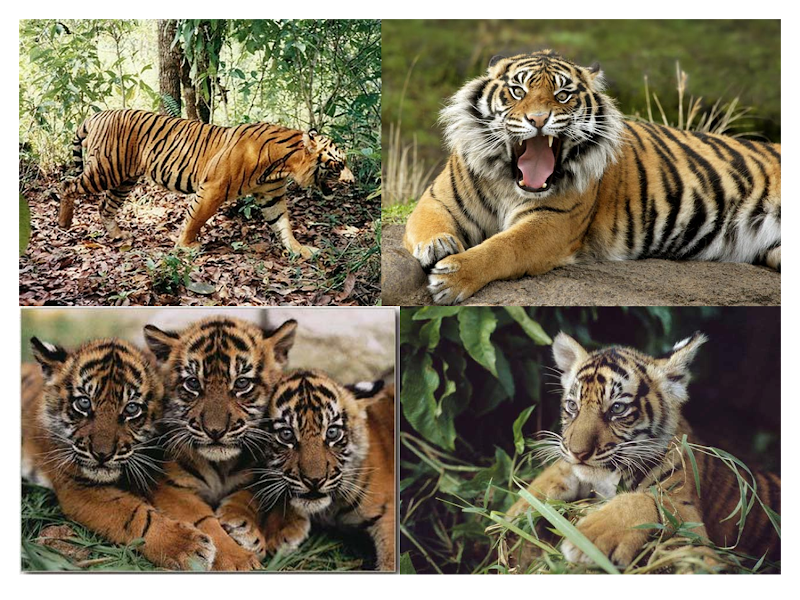 Baru Cara Gambar Harimau Sumatera