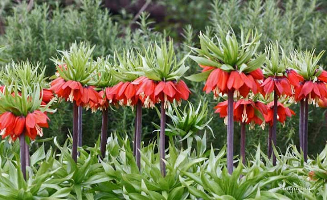 Fritillaria ، البوقية،فريتيلاريت،العرار، گوڵ