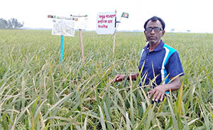 বানিয়াচংয়ে ধান ক্ষেতে মাছ চাষ by মখলিছ মিয়া