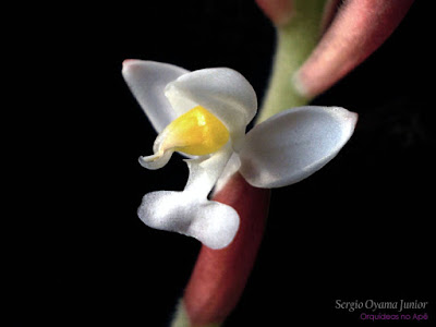 Ludisia discolor