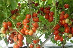 Cara Budidaya Tomat Organik Di Lingkungan Sekitar
