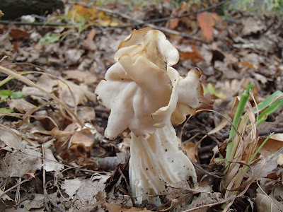 Piestrzyca kędzierzawa (Helvella crispa)