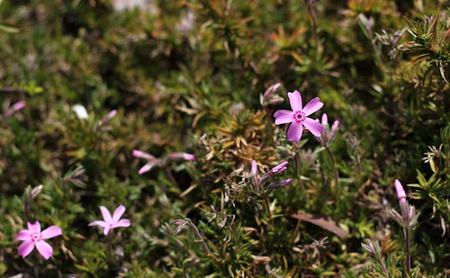 Phlox Subulata Flowers