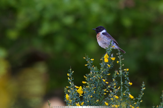 man Roodborsttapuit of zijn uitkijkpost - male Stonechat at the lookout