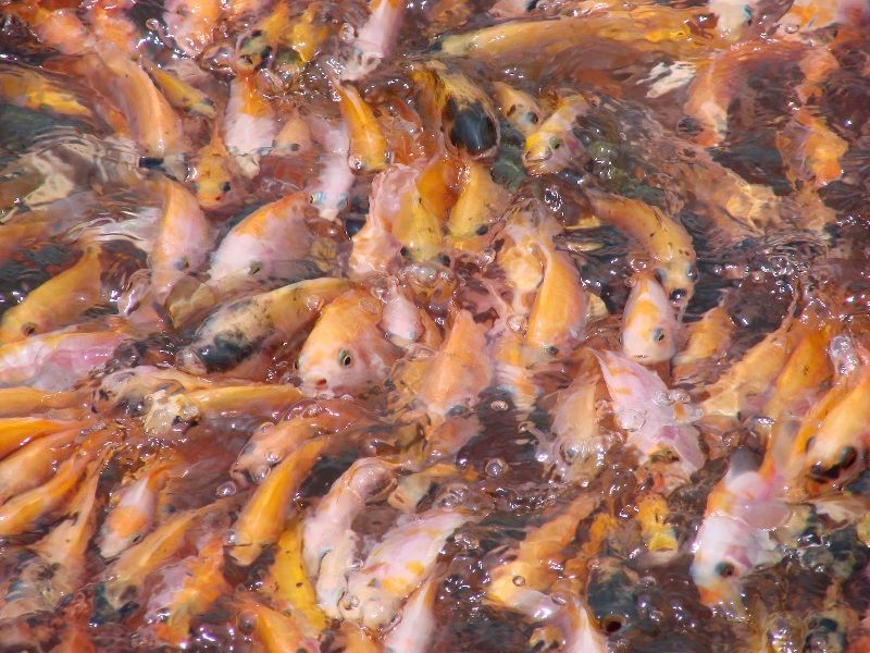 resep ikan nila merah