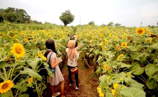 Kebun Bunga Matahari