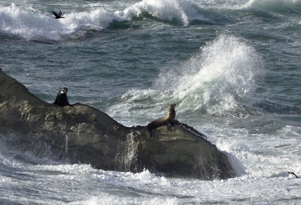 Sea Lions at King Tide1