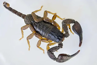 What Is Scorpion Sting