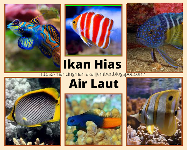 Aquarium Air Laut Terdekat Aquarium Ikan Air Laut Jual Ikan Hias Air Laut Ikan Laut Hias Ikan Laut Hiasan Ikan Hias Laut Makanan Ikan Hias Laut Penjual Ikan Hias Laut Ikan Hias Air Laut Jual Ikan Hias Air Laut Terdekat Harga Ikan Badut Air Laut Jual Ikan Hias Laut Aquarium Ikan Laut Hias Jenis Ikan Hias Air Laut Harga Ikan Nemo Air Laut Harga Ikan Hias Laut Harga Ikan Laut Hias Jual Ikan Laut Hias Ikan Hias Air Laut Murah Harga Ikan Hias Air Laut Makanan Ikan Hias Air Laut Perbedaan Ikan Nemo Air Tawar Dan Air Laut Jenis Ikan Hias Laut Ikan Hias Air Asin Contoh Ikan Hias Air Laut Ikan Hias Air Laut Termahal Jenis Jenis Ikan Hias Air Laut Ikan Cantik Laut Jenis Ikan Hias Air Laut Dan Harganya Ikan Hias Air Laut Yang Bisa Hidup Di Air Tawar Ikan Jabing Ikan Air Laut Hias Ikan Angelfish Laut Ikan Laut Hias Aquarium Jenis Ikan Laut Hias Ikan Hias Di Laut Jenis Ikan Angelfish Laut Ikan Hias Laut Cantik Ikan Hias Air Laut Adalah Cara Merawat Aquarium Air Laut Cara Merawat Ikan Nemo Air Tawar Makanan Ikan Laut Di Akuarium Clown Fish Air Tawar Cara Memelihara Ikan Hias Air Laut Macam Macam Ikan Hias Air Laut Ikan Hias Laut Termahal Makanan Kuda Laut Di Akuarium Harga Ikan Hias Air Laut 2020 Jual Ikan Hias Laut Terdekat Jenis Jenis Ikan Hias Laut Cara Memelihara Ikan Laut Di Akuarium Ikan Hias Air Laut Yang Mudah Dipelihara Aquarium Air Laut Pemula Ikan Laut Akuarium Makanan Ikan Nemo Air Tawar Ikan Nemo Di Akuarium Jenis Jenis Ikan Laut Hias Makanan Ikan Hias Laut Yang Bagus Jual Ikan Laut Hias Terdekat Ikan Dori Air Laut Kuda Laut Hias Ikan Clownfish Air Tawar Ikan Jabing Air Laut Ikan Hias Predator Air Laut Harga Ikan Hias Air Laut Termahal Contoh Ikan Hias Air Laut Adalah Ikan Pembersih Akuarium Air Laut Ikan Hias Yang Hidup Di Air Laut Ikan Hias Air Laut Tercantik Makanan Ikan Angelfish Laut Ikan Hias Air Laut Terdekat Ikan Laut Yang Mudah Dipelihara Macam Macam Ikan Hias Laut Cara Merawat Ikan Laut Di Akuarium Ikan Hias Clownfish Ikan Air Asin Hias Ikan Cantik Di Laut Lion Fish Air Tawar Jenis Ikan Hias Air Asin Ikan Hias Laut Terdekat Cara Merawat Ikan Hias Air Laut Ikan Hias Laut Yang Sulit Dipelihara Ikan Hias Laut Yang Bisa Hidup Di Air Tawar Harga Ikan Nemo Laut Ikan Air Masin Akuarium Ikan Hias Air Laut Blue Devil Aquarium Ikan Hias Air Laut Ikan Laut Blue Devil Cara Menghilangkan White Spot Pada Ikan Hias Air Laut Ikan Aquarium Air Laut Ikan Laut Untuk Aquarium Penyakit Ikan Hias Laut Ikan Air Laut Yang Mudah Dipelihara Ikan Hias Karang Ikan Mandarin Air Tawar Harga Kuda Laut Hias Ikan Air Tawar Yang Mirip Ikan Laut Makanan Ikan Badut Air Laut Jual Ikan Air Laut Terdekat Ikan Laut Warna Orange Jenis Ikan Predator Air Laut Macam Macam Ikan Laut Hias Jenis Ikan Hias Laut Dan Harganya Jenis Ikan Laut Hias Dan Namanya Cara Merawat Ikan Nemo Air Laut Macam Ikan Hias Air Laut Ikan Cantik Air Laut Ikan Hias Laut Yang Kuat 10 Jenis Ikan Hias Air Laut Ikan Blue Devil Air Tawar Ikan Hias Burung Laut Ikan Hias Air Laut Butterfly Fish Hiasan Aquarium Air Laut Ikan Hias Laut Yang Mudah Dipelihara Aquarium Ikan Laut Pemula Ikan Hias Air Laut Aquarium Ikan Hias Air Laut Angelfish 10 Ikan Hias Air Laut Cara Perawatan Aquarium Air Laut Ikan Laut Di Akuarium Ikan Hias Laut Murah Cara Pelihara Ikan Laut Di Akuarium Ikan Air Tawar Mirip Ikan Laut Aquarium Air Laut Untuk Pemula Ikan Air Laut Aquarium Ikan Lion Fish Air Tawar Memelihara Ikan Laut Di Akuarium Merawat Aquarium Air Laut Ikan Hias Air Tawar Mirip Ikan Laut Cara Merawat Ikan Hias Laut Daftar Harga Ikan Hias Air Laut Ikan Hias Dori Air Tawar Jenis Ikan Hias Di Laut Macam Ikan Laut Hias Hiasan Aquarium Laut Macam Ikan Hias Laut Ikan Hias Laut Dori Makanan Ikan Air Laut Di Akuarium Ikan Air Laut Untuk Pemula Aquarium Air Laut Nemo Makanan Ikan Laut Hias Ikan Laut Hias Murah Ikan Hias Laut Di Air Tawar Jenis Ikan Laut Akuarium Jenis2 Ikan Hias Air Laut Ikan Hias Laut Air Tawar Ikan Hias Laut Nemo Hiasan Aquarium Terumbu Karang Harga Ikan Mandarin Air Tawar Jenis Ikan Hias Air Tawar Dan Air Laut Memelihara Ikan Nemo Di Air Tawar Aquarium Ikan Hias Laut Ikan Hias Kuda Laut Ikan Molly Air Laut Cara Menangkap Ikan Hias Di Laut Ikan Hias Air Laut Lion Fish Ikan Hias Laut Kecil Ikan Laut Yang Kuat Di Aquarium Ikan Hias Air Asin Termahal Pelihara Ikan Air Laut Ikan Hias Laut Predator Ikan Lionfish Air Tawar Cara Memelihara Ikan Air Laut Di Akuarium Jual Ikan Nemo Air Laut Ikan Hias Air Laut Botana Blue Tang Ikan Hias Aquarium Air Laut Jual Kuda Laut Hias Nelayan Ikan Hias Air Laut Ikan Hias Air Laut Untuk Pemula Jual Ikan Buntal Air Laut Hias Air Laut Ikan Laut Yang Bisa Dipelihara Di Air Tawar Harga Clownfish Air Tawar Ikan Air Laut Termahal Jual Ikan Clownfish Pelihara Ikan Nemo Air Tawar Jenis Ikan Laut Untuk Aquarium Cara Merawat Ikan Laut Hias Ikan Hias Air Laut Kecil Ikan Hias Air Laut Termahal Di Dunia Cara Memelihara Ikan Nemo Di Air Tawar Cara Memelihara Ikan Nemo Air Laut Harga Ikan Hias Air Laut Angelfish Daftar Harga Ikan Hias Laut Memulai Aquarium Air Laut Perawatan Ikan Hias Air Laut Cara Memelihara Ikan Hias Air Laut Di Akuarium Ikan Hias Laut Dokter Macam2 Ikan Hias Air Laut Ikan Laut Hias Termahal Ikan Hias Laut Aquarium Jenis Ikan Aquarium Air Laut Jenis Ikan Laut Hias Aquarium Ikan Ikan Hias Air Laut Jenis Ikan Hias Air Laut Yang Mudah Dipelihara Jenis Ikan Air Laut Hias Cara Membuat Aquarium Air Laut Untuk Pemula Cara Pelihara Ikan Hias Air Laut Jenis2 Ikan Hias Laut Pelihara Ikan Laut Di Akuarium Ikan Akuarium Laut Harga Ikan Badut Nemo Air Tawar Merawat Ikan Laut Di Akuarium Ikan Hias Air Laut Pemakan Lumut Cara Merawat Ikan Air Laut Di Akuarium Ikan Tercantik Di Laut Cara Memelihara Ikan Hias Laut Ikan Hias Terumbu Karang Ikan Laut Akuarium Kecil Pembeli Ikan Hias Air Laut Aquarium Nemo Air Tawar Cara Merawat Ikan Nemo Dengan Air Tawar Memelihara Ikan Nemo Di Akuarium Ikan Hias Air Laut Nemo Ikan Hias Lionfish Jenis Jenis Ikan Hias Air Laut Dan Harganya Hias Laut Ikan Akuarium Air Laut Ikan Hias Air Laut Terindah Ikan Hias Ikan Laut Jual Makanan Ikan Hias Air Laut Pemula Aquarium Air Laut Penjual Ikan Hias Air Laut Ikan Hias Laut Tercantik Ikan Hias Laut Import Angelfish Laut Dalam Ikan Hias Nemo Badut Aneka Ikan Hias Air Laut Ikan Hias Air Laut Di Air Tawar Cara Menangkap Ikan Hias Laut Ikan Hias Air Laut Yang Bisa Di Air Tawar Jenis Ikan Hias Air Laut Dan Makanannya Cara Memelihara Ikan Hias Air Laut Untuk Pemula Ikan Laut Dalam Akuarium Aneka Ikan Hias Laut Harga Ikan Clown Fish Ikan Platak Air Tawar Memelihara Ikan Hias Air Laut Macam Macam Ikan Hias Air Tawar Dan Air Laut Ikan Hias Ikan Badut Makanan Ikan Laut Akuarium Cara Pelihara Ikan Nemo Di Air Tawar Jual Ikan Hias Air Laut Di Solo Memelihara Ikan Hias Laut Ikan Hias Dasar Laut Karang Laut Hias Cara Memelihara Ikan Laut Di Akuarium Kecil Jenis Ikan Hias Laut Yang Mudah Dipelihara Cara Menangkap Ikan Hias Air Laut Ikan Hias Di Dalam Laut Macam2 Ikan Hias Laut Cara Memelihara Ikan Laut Hias