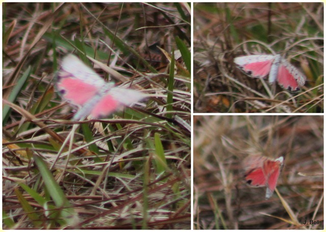 71 Okefenokee NWR 2012-1343