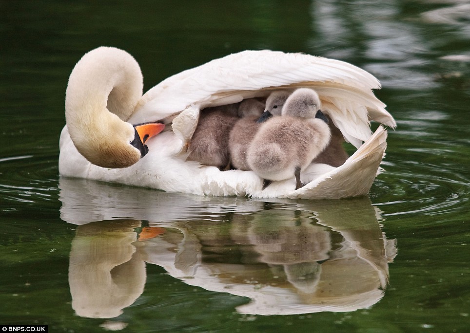swans (image)