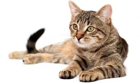 Keistimewaan Kucing  Dalam Pandangan Islam