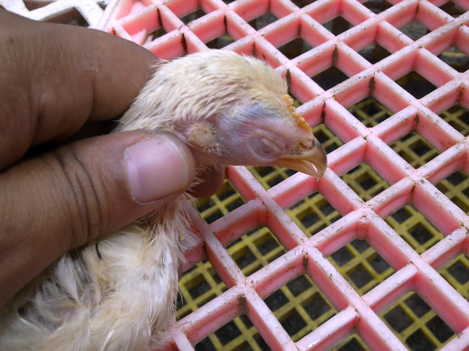 PEDAS AGRO FARM: Ubat Mata Untuk Ayam