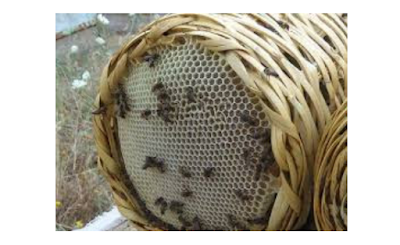 Μελισσοκομία