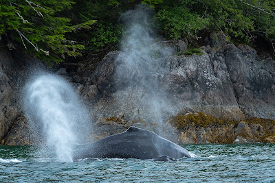 Humpback Whales near Wrangell, Alaska