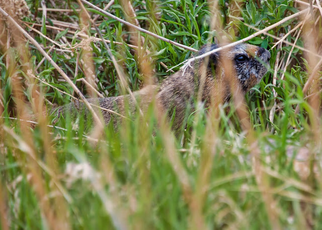 Yellow-Bellied Marmot at the National Museum of Wildlife Art in Jackson Wyoming Grand Tetons National Park