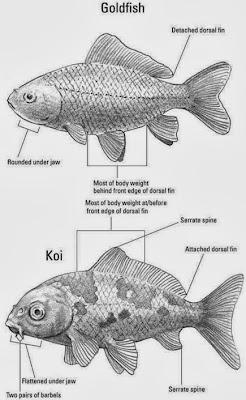 Perbedaan Ikan Koi dan Ikan Mas