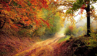 image: https://pixabay.com/photos/road-forest-fall-autumn-season-1072823/