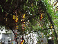 Thunbergia, a jungle plant - Kyoto Botanical Gardens Conservatory, Japan