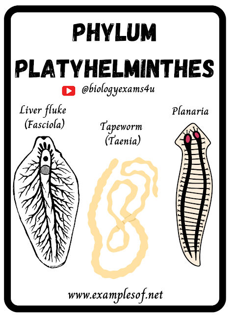 Examples of Phylum Platyhelminthes | Flat worms Examples  | Animal Kingdom