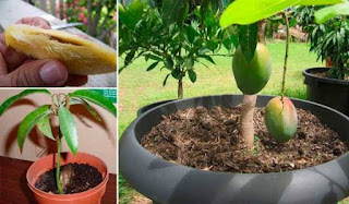 How To Make a Dwarf Mango Tree in pots by backyardgardenusa