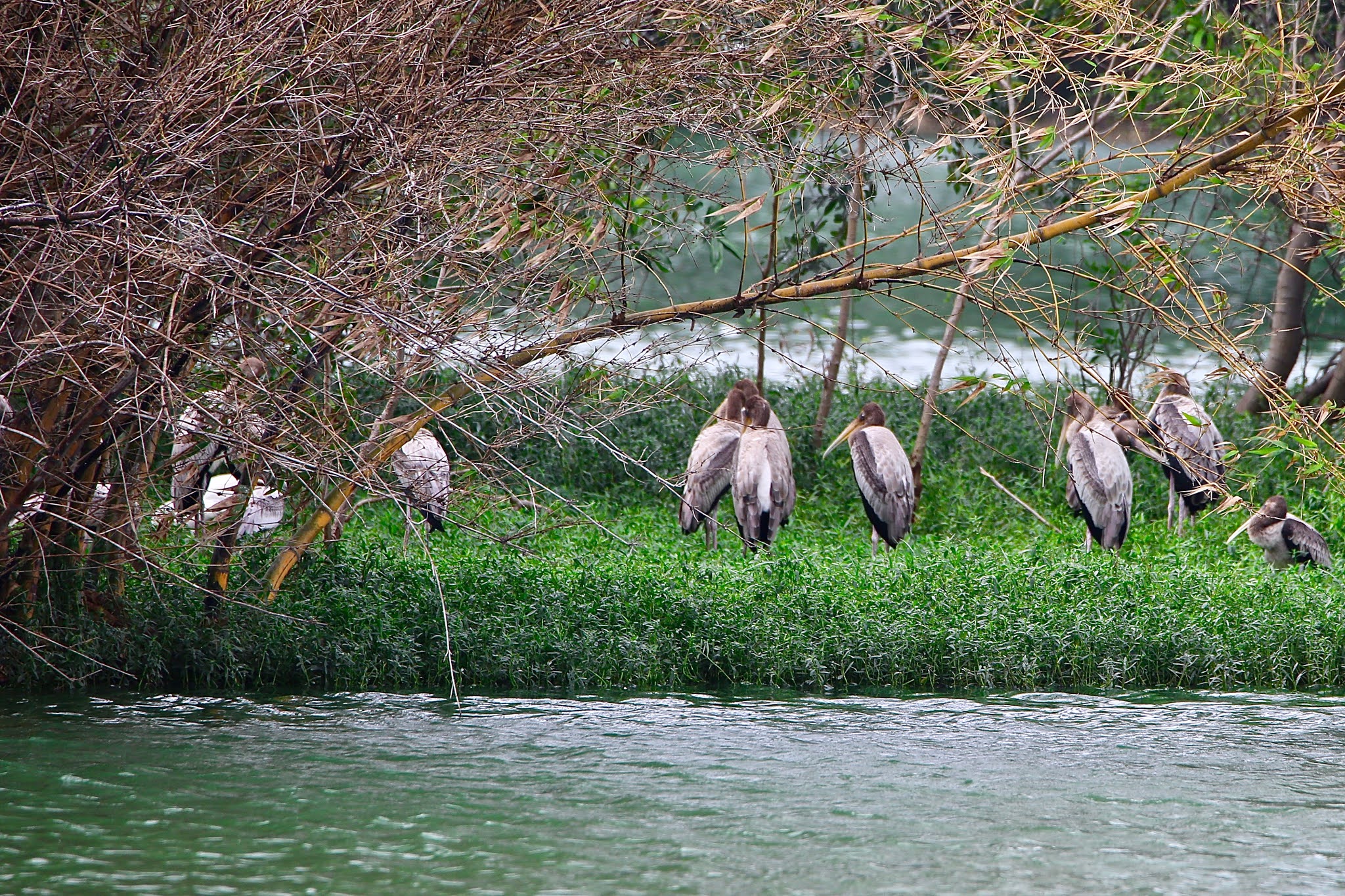 Painted storks birds of india, high resolution free