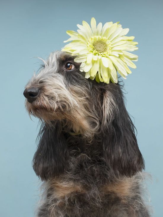 Andrés López 500px arte fotografia pets cachorros gatos bichinhos estimação fofura divertido