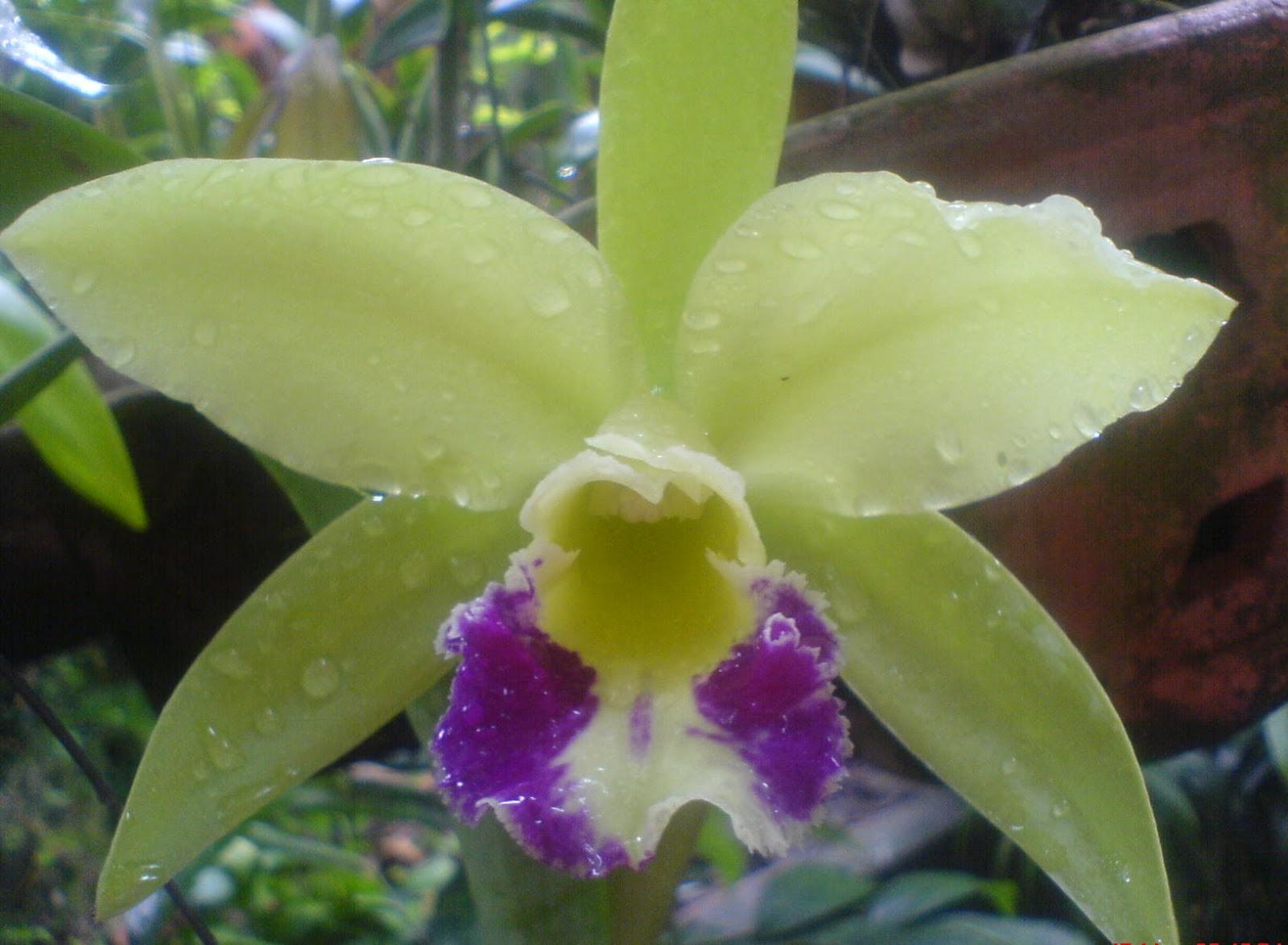  BUNGA  ANGGERIK Koleksi gambar bunga orkid  yang cantik 
