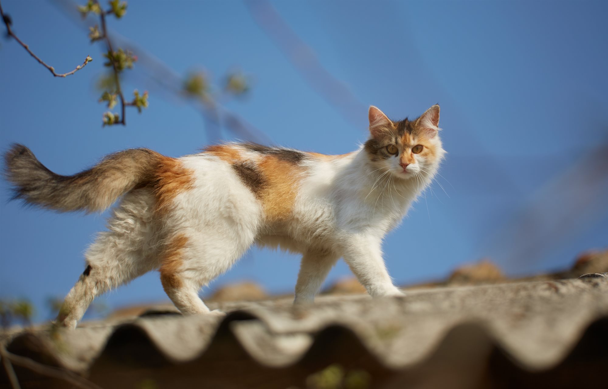 Cuando se trata de tu gato, quieres asegurarte de que tiene el mejor tipo de alimento para sus necesidades nutricionales. De vez en cuando, puedes tener la tentación de darle restos de la mesa y golosinas especiales, pero ten en cuenta que ciertos alimentos pueden ser venenosos para él.