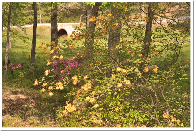 azaleas 006