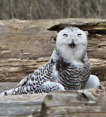 Laughing Owls Seen On www.coolpicturegallery.us