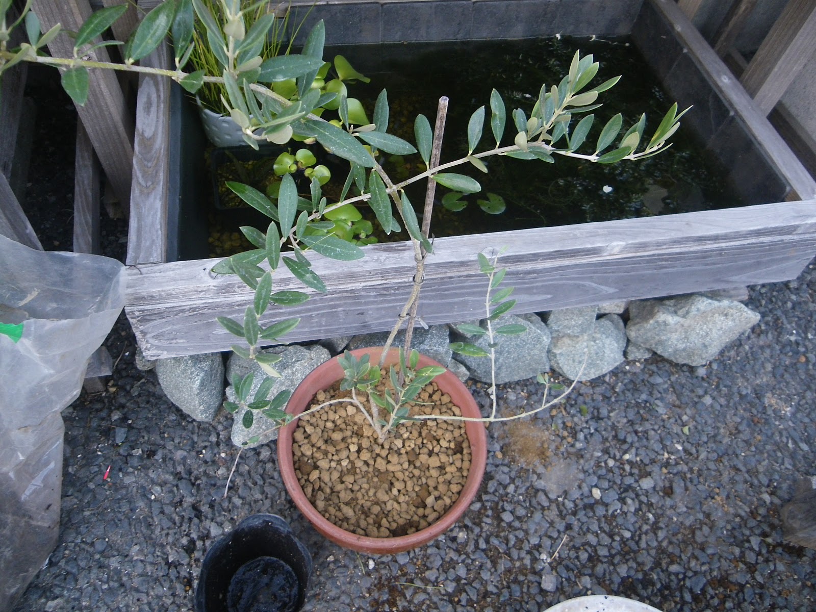 オリーブの鉢植えの育て方 必ずできる植え付けの方法 メダカの大工