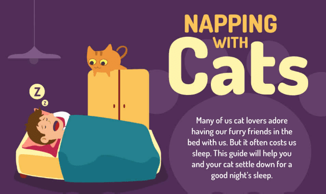 Napping with Cats