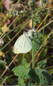 Mariposas de Pontevedra