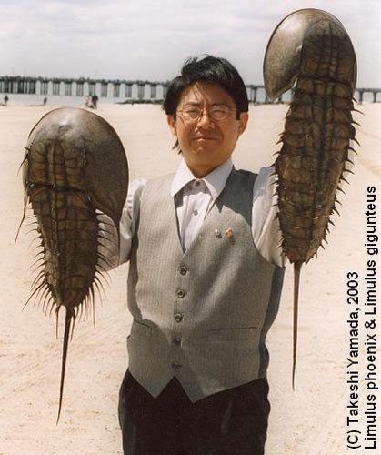 horseshoe crab blood. diminutive horseshoe crab,