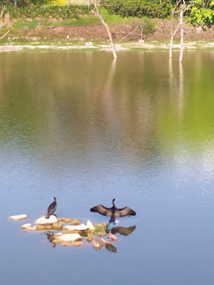 Birds at lake