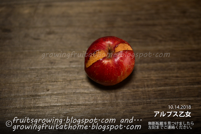 リンゴアルプス乙女の初収穫