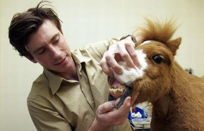 Charming Miniature Horse Koda Seen On www.coolpicturegallery.us