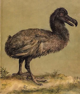 A dodo