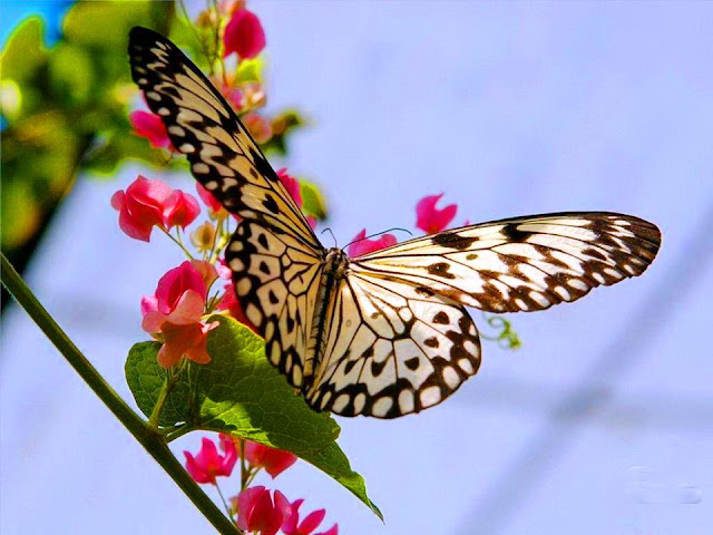 Resultado de imagen de flores con mariposas