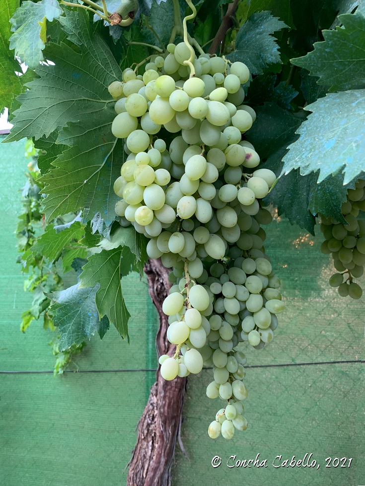 racimo-uvas-parra-ecológico