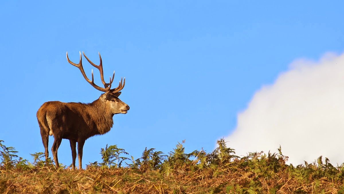 http://zoozon.blogspot.com/2014/12/stag-pictures-gallery-7.html