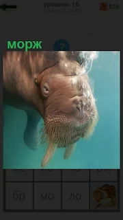 В прозрачной воде плавает морж и видны его клыки