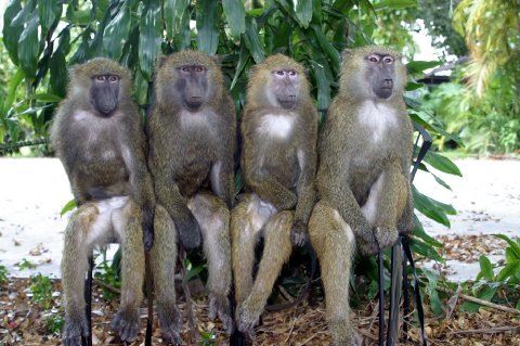 24+ Gambar Kumpulan Monyet, Info Spesial!
