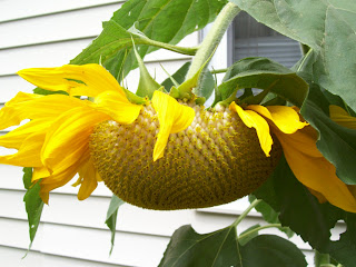 Big Sun Flower