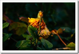 yellow flower