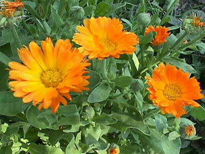 calendula